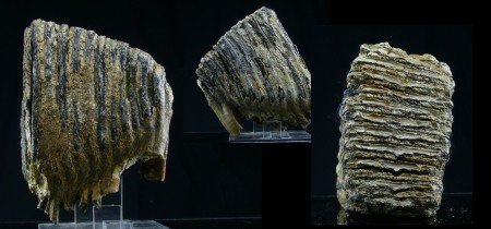 Pléistocène - Dent / Molaire de mammouth fossilisée - 50000 / 15000 ans