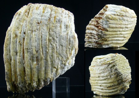Pléistocène - Dent / Molaire de mammouth fossilisée - 50000 / 15000 ans