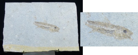 Plaque calcaire avec fossile de poisson - Eocène