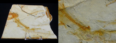 Fin du Jurassic / Début du Crétacé - Fossile de Lycoptera - 150 / 140 millions d'années