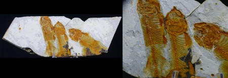 Fin du Jurassic / Début du Crétacé - Fossile de Lycoptera - 150 / 140 millions d'années