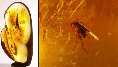 Baltique - Bloc d'ambre avec inclusion d'insectes - 40 millions d'année