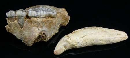 Dent supérieure et 2 molaires inférieures d'ours des cavernes (Isére 38) - Pléistocène (30.000 ans)