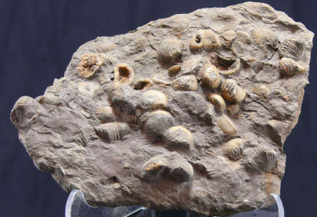 Plaque de coquillages marins - Eocène
